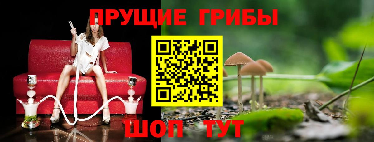 Петрозаводск  Галлюциногенные грибы Psilocybine cubensis  Вход с VPN 